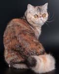 Экзотическая короткошерстная кошка (Экзот)