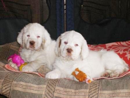 Clumber Spaniel