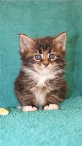 котята мейн кун из Германии ! котята мейн кун из Германии !