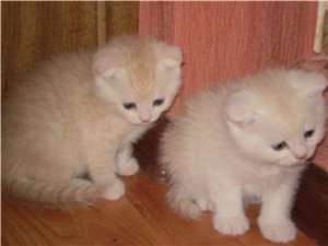 Вислоухие котята, продам Вислоухие котята, продам