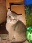 Абиссинские котята Абиссинские котята