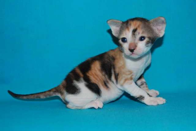 Корниш рекс котята Корниш рекс котята