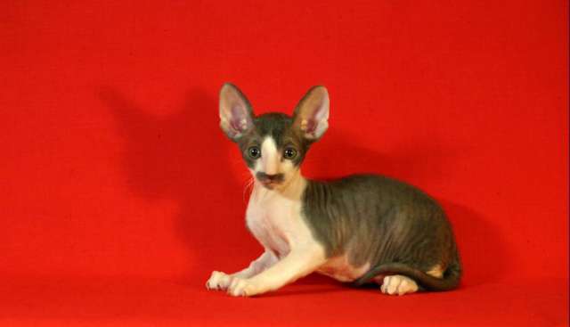 КОРНИШ РЕКС элитные котята. КОРНИШ РЕКС элитные котята.