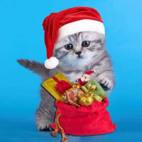 шотландские котята шотландские котята