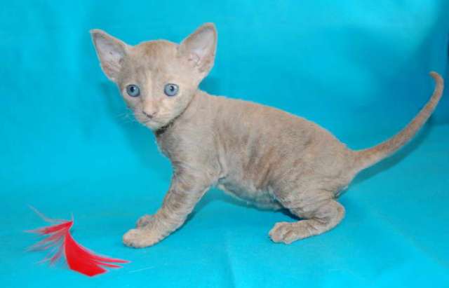 Корниш рекс котята Корниш рекс котята