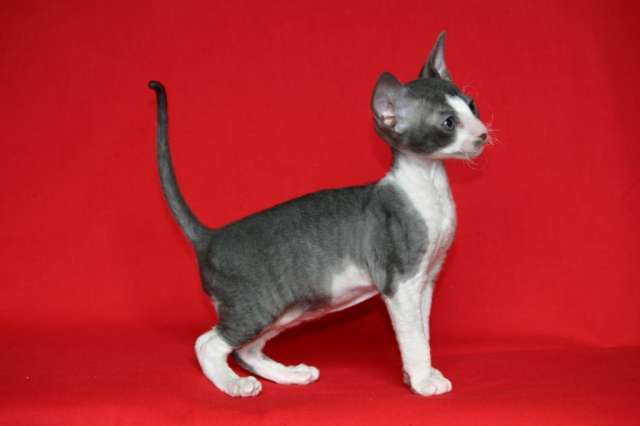 КОРНИШ РЕКС элитные котята. КОРНИШ РЕКС элитные котята.