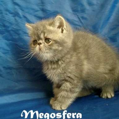 Экзотические плюшевые котята Экзотические плюшевые котята