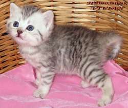 Британские клубные котята вискас из питомника VIVIAN. Британские клубные котята вискас из питомника VIVIAN.