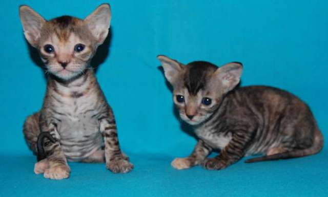 Корниш рекс котята