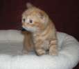 Шотландские вислоухие красные мраморные котята