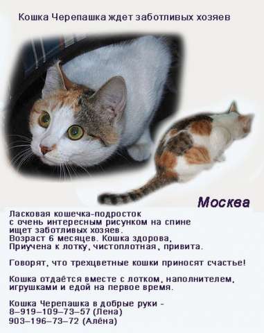 красивая, ласковая кошечка красивая, ласковая кошечка