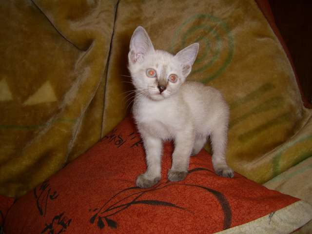 Тайские котята Тайские котята