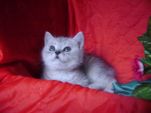 Британские котята (страйт) Британские котята (страйт)