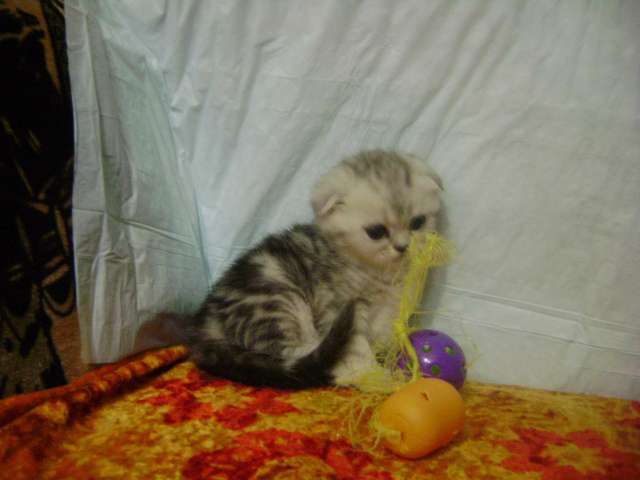 Шотландские вислоухие котята Шотландские вислоухие котята