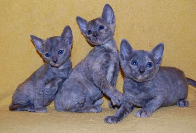 Корниш рекс котята Корниш рекс котята