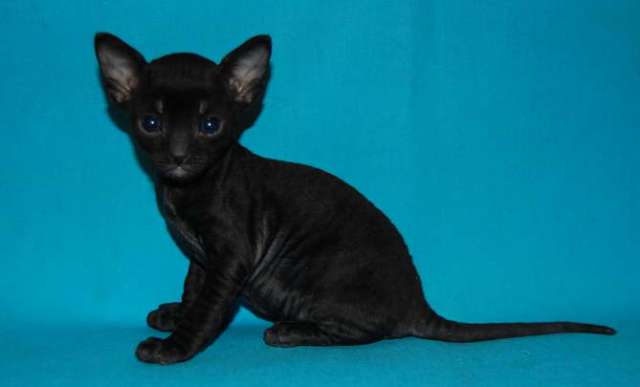 Корниш рекс котята Корниш рекс котята