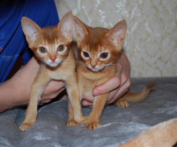 . Продажа абиссинских котят. . Продажа абиссинских котят.