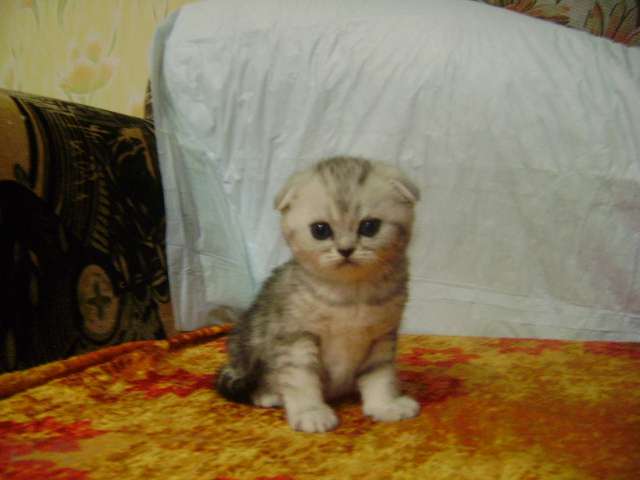 Шотландские вислоухие котята Шотландские вислоухие котята