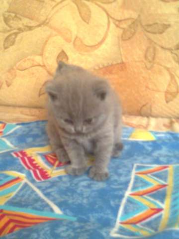британские голубые котята британские голубые котята