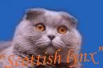 Вязка с шотландским вислоухим котом Чемпионом Мира. Scottish fold, World Chempion голубого окраса, с