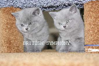 Британские котята из питомника "British Symphony". Вязки. Британские котята из питомника "British Symphony". Вязки.