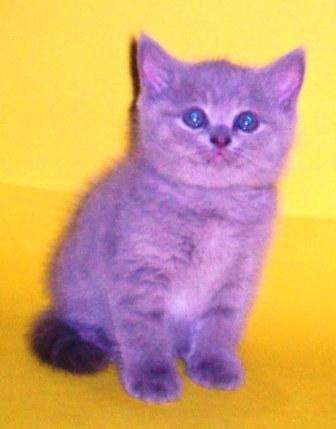 Британский котик. Британский котик.