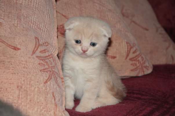котята скоттиш-фолд (шотландская вислоухая) котята скоттиш-фолд (шотландская вислоухая)