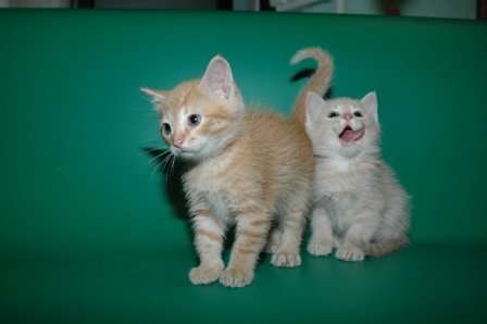 Котята-рыжики в дар Котята-рыжики в дар