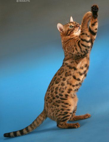 Котята бенгальской породы. Продажа. Питомник Luxurycat Котята бенгальской породы. Продажа. Питомник Luxurycat