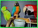 Попугаи большие, крупные, средние, малые виды: Ара, Амазон, Какаду, Жако, и др. Клетки, корм, минер.