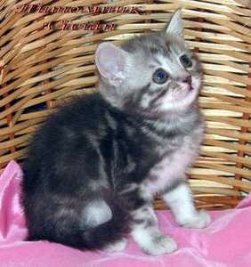 Британские мрамор и вискас котята из Vivian. Британские мрамор и вискас котята из Vivian.