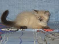 В дар котёнок невской маскарадной кошки. В дар котёнок невской маскарадной кошки.