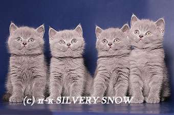 Британские котята из питомника Silvery Snow Британские котята из питомника Silvery Snow