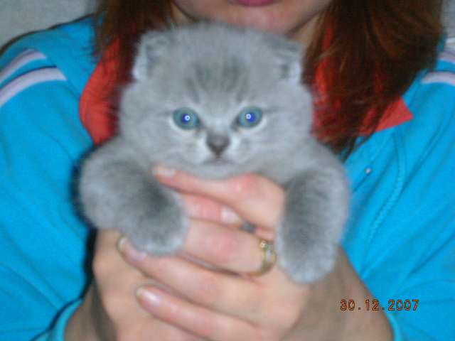 наши британские голубые котята-Ваш лучший выбор! 