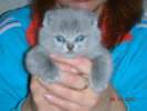 наши британские голубые котята-Ваш лучший выбор! 