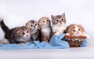 Шотландские вислоухие котята Шотландские вислоухие котята
