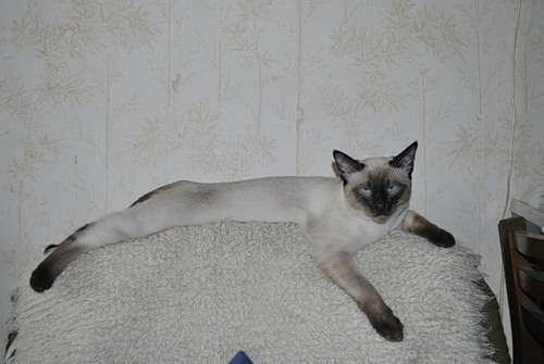 Тайский кот Тайский кот