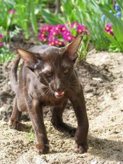 Ориентальный кот шоколадного окраса (гавана)