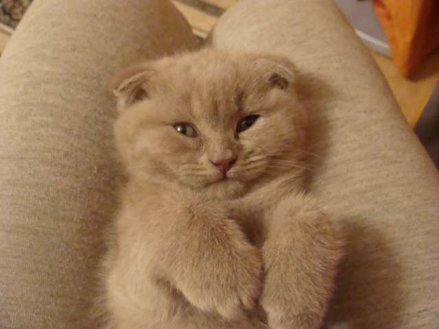 Шотландские вислоухие котята Шотландские вислоухие котята