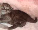 шотландские прямоучие котята (девочки). окрас:черный дым. 1.5 мес. 2500р