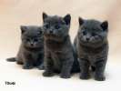 Британские котята голубого окраса