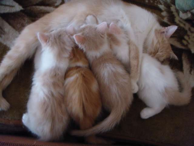 кремовые котята кремовые котята