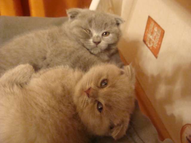 Шотландские вислоухие котята Шотландские вислоухие котята