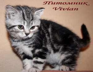 Британские мрамор и вискас котята из питомника VIVIAN. Британские мрамор и вискас котята из питомника VIVIAN.