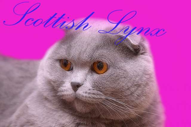 Вязка с шотландским вислоухим котом WCH Scottish fold, голубой окрас, апельсиновые глаза!
