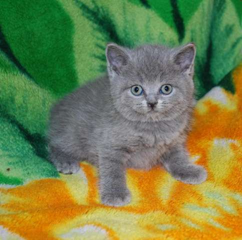 Британские котята Британские котята