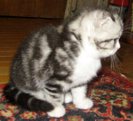 МРАМОРНЫЙ ШОТЛАНДСКИЙ ВИСЛОУХИЙ КОТИК! МРАМОРНЫЙ ШОТЛАНДСКИЙ ВИСЛОУХИЙ КОТИК!
