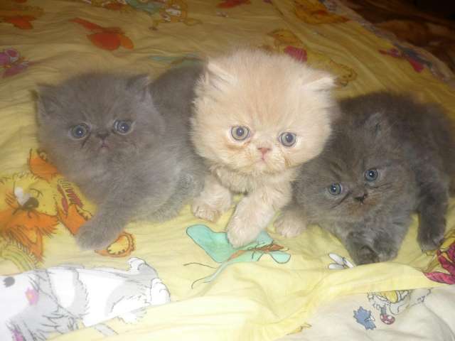 Персидские котята Персидские котята