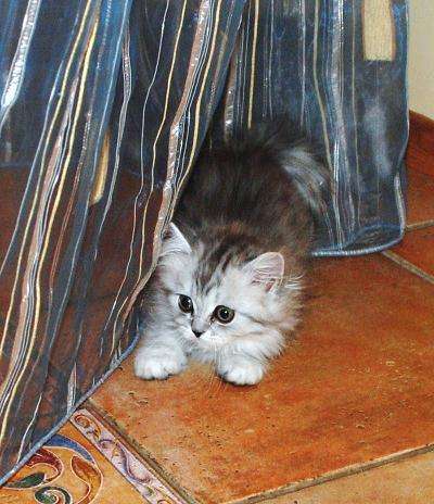 Шотландские котята Шотландские котята