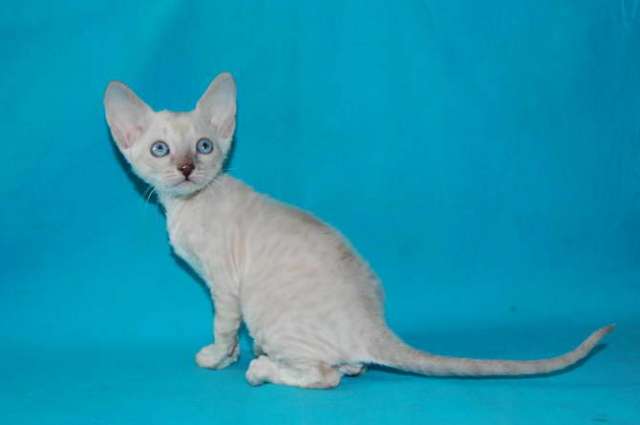 Корниш рекс котята Корниш рекс котята